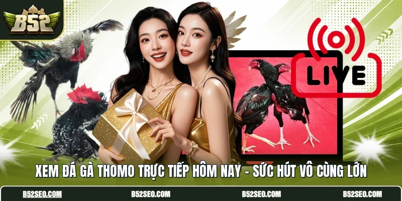 Xem Đá Gà Thomo Trực Tiếp Hôm Nay - Sức Hút Vô Cùng Lớn